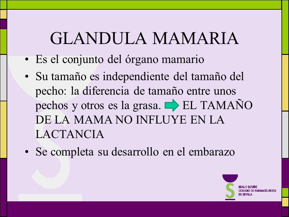 Implant los pechos de 3 dimensiones